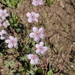 Geranium viscosissimum Blomst