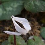 Cyclamen balearicum Flower