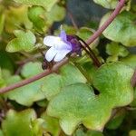 Cymbalaria muralis Lapas