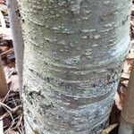 Nothofagus betuloides Bark