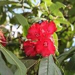 Rhododendron barbatum Flor