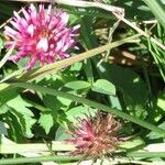 Trifolium wormskioldii عادت داشتن