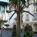 Howea belmoreana Tabia