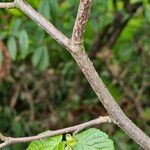 Corylus cornuta 樹皮