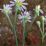 Tripolium pannonicum 樹皮