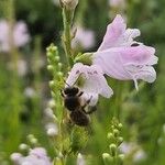 Physostegia virginianaKwiat