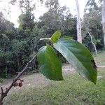 Xylosma vincentii Φύλλο