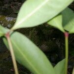 Ixora nicaraguensis Leaf