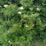 Sambucus nigra Habit