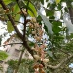 Guarea guidonia Flower