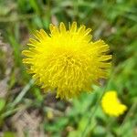 Pilosella officinarum Flower