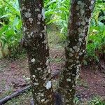 Magnolia champaca പുറംതൊലി