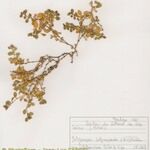Polycarpon polycarpoides Libunga