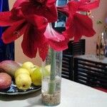 Hippeastrum reginaeFlower