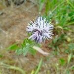 Carthamus caeruleus പുഷ്പം