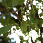 Cordia dentata Άλλα