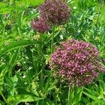 Allium nigrum പുഷ്പം