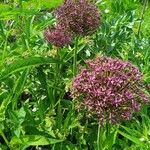 Allium nigrum Blodyn