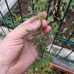 Phacelia tanacetifoliaFeuille