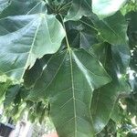 Brachychiton acerifolius Leaf