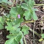 Geranium pyrenaicum Leaf