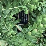 Sedum roseum Leaf