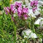 Pedicularis rostratocapitata Lehti