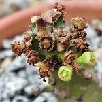 Euphorbia neriifolia Flor