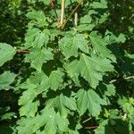 Acer glabrum Blatt