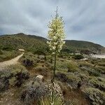 Hesperoyucca whipplei ᱵᱟᱦᱟ