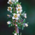 Philadelphus microphyllus