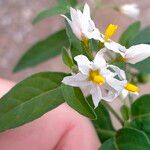 Solanum chenopodioides花