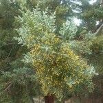 Cupressus arizonica पत्ता