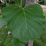 Tectona grandis Leaf