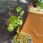 Chrysosplenium oppositifolium Blad