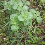 Mentha pulegium Blad