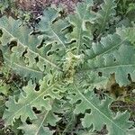 Verbascum sinuatum Blatt