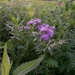 Phacelia tanacetifoliaCvet