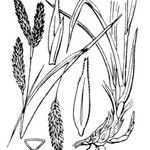 Carex frigida Mosusu