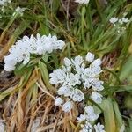 Allium polyanthum ফুল