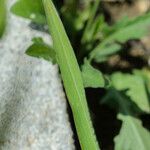 Digitaria ischaemum Leaf