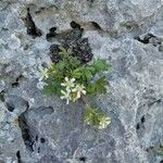 Potentilla caulescens Blomst
