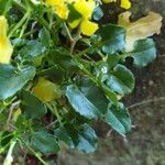 Barbarea rupicola Hoja