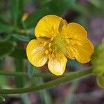 Ranunculus auricomus Λουλούδι