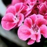 Pelargonium × hybridum Flower