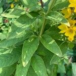 Lysimachia punctata Frunză