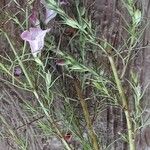 Micrargeria filiformis Blatt