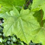 Acer platanoides Fuelha