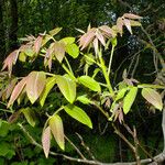 Juglans regia Leaf