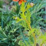 Adonis aestivalis Hábito